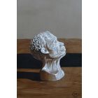 Ivory study
