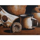 Ammonite study